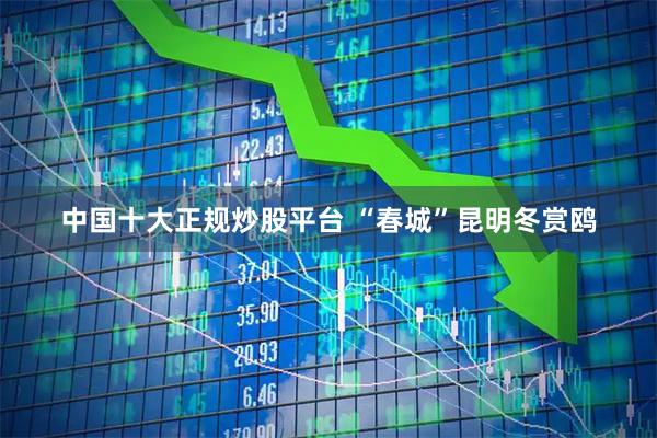 中国十大正规炒股平台 “春城”昆明冬赏鸥